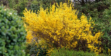 The blooms come in late spring to early summer. Top 25 Earliest Blooming Spring Flowers, Shrubs & Trees ...