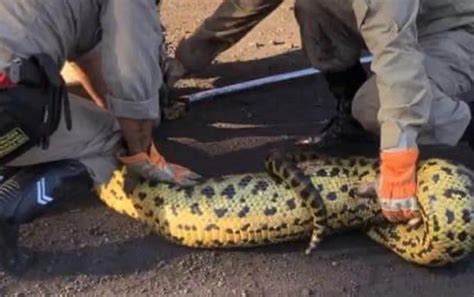 Sucuri é capturada após devorar cachorro dentro de empresa vídeo