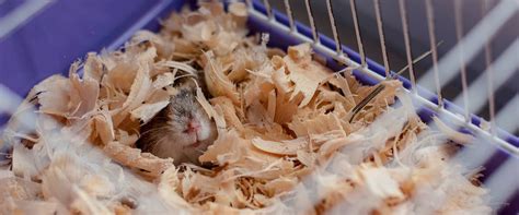 Best Hamster Bedding Reviewed For 2022 Petz