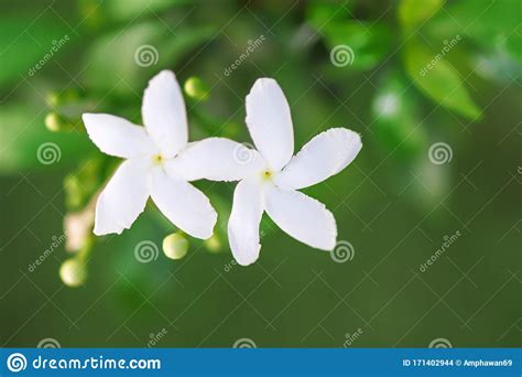White Flowers Sampaguita Jasmine Blooming In Nature Garden Stock Photo