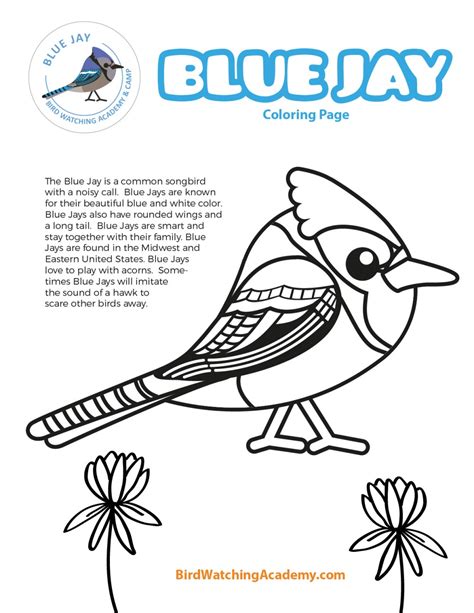 Blue Jay Coloring Page Bird Watching Academy