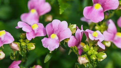 Nemesia Plant Care And Growing Guide