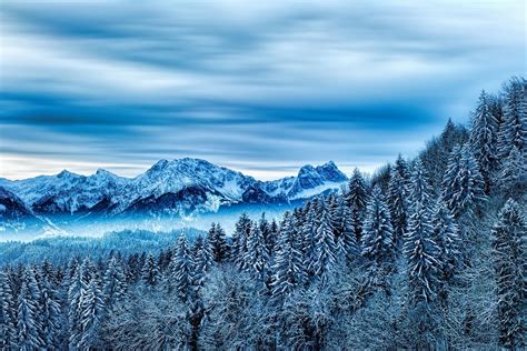 Winter Forest Wallpapers Free Download