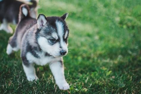 Husky Puppy Running On A Grass Siberian Husky Blue Eyes Puppies
