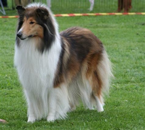 Profiles And Reviews Of Rough Collie Dog Dog Training
