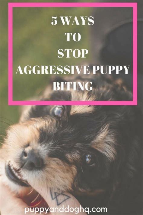 Pin On Stop Dog Aggression