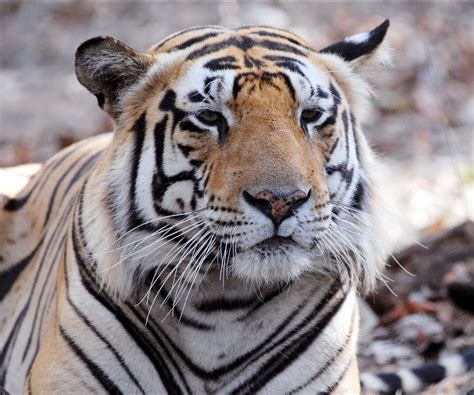 Royal Bengal Tiger On Tumblr