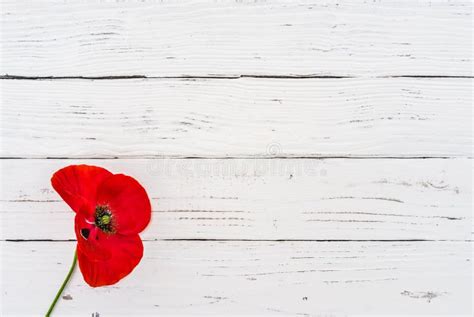 Red Poppy Flower On White Wooden Background For Rememberance Day With