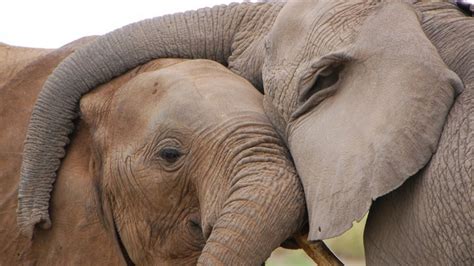 Elephant Society Still Disrupted Decades After Cull Bbc News