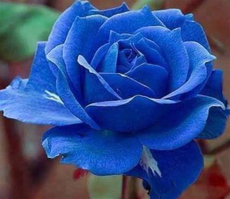 Rare Midnight Blue Rose Flower Tree Bush 31020 Or 30 Etsy In 2023