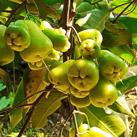 Rose Apple On A Tree With Dark Leaves Green Apples Growing On The