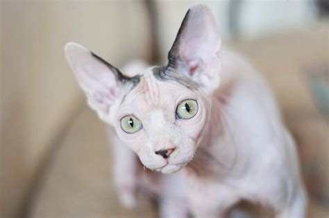 20 Cat Breeds With Big Ears With Pictures Excited Cats