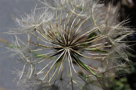 Giant Dandelion Seed Head Photograph By Mahir Mesic