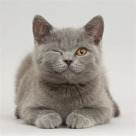 Blue British Shorthair Kitten Photograph By Mark Taylor Fine Art America