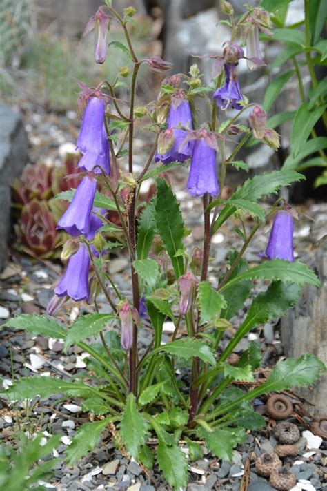 Campanula Wanneri Les Alpines Au Québec