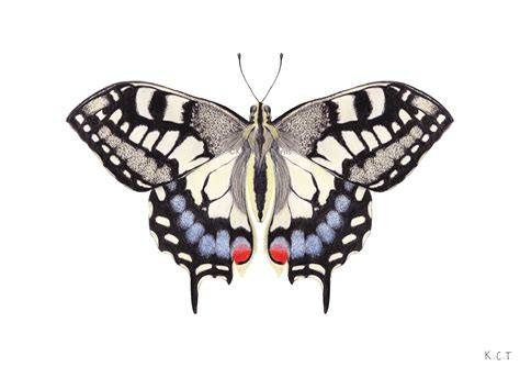 Swallowtail Butterfly Art Print Butterfly Illustration Etsy