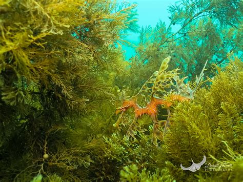 The Infamous Leafy Seadragon