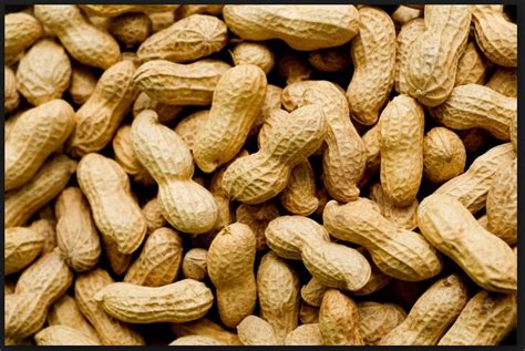 Sejarah Biologi Pengertian Definisi Kacang Tanah Jenis Kacang Kacangan