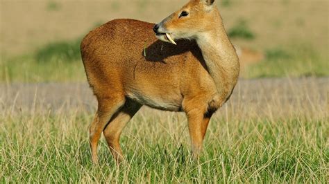 Krampuss Sidekick Fanged Vampire Deer Explained