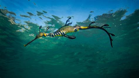 Scuba Diving In Sea Dragon Colony Australia Dive Site