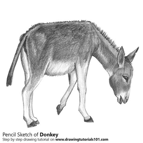 Donkey Pencil Drawing How To Sketch Donkey Using Pencils