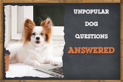 List Of Unpopular Dog Questions Answered Zooawesome