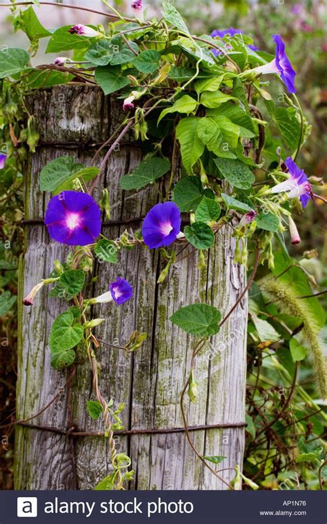 See more ideas about morning glory, morning glory vine, planting flowers. Common Morning Glories Growing On An Old Fence Post ...