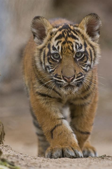 Sumatran Tiger Cub Even Though The Sumatran Is The