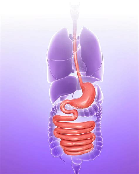 Stomach And Intestine Photograph By Pixologicstudio Pixels