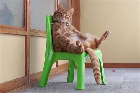 This Two Minute Video Of A Cat Just Sitting In A Chair Is Perfect In