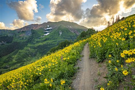 Crested Butte Wildflower Etiquette
