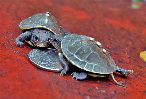 Your painted turtle stock images are ready. Baby Box Turtles | A Naturalist's Journal