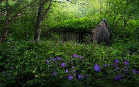 Nature Landscape Forest Spring Norway Wildflowers