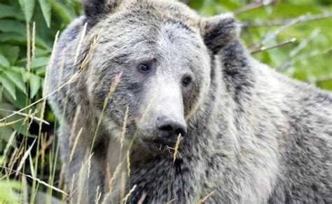 Grizzly Bears At Risk Of Being Hunted For The First Time In Decades