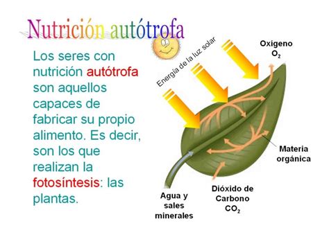 Nutricion Autótrofa Y Heterótrofa
