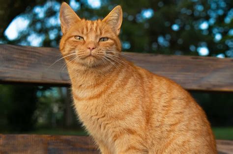 Orange Cat Behavior Get To Know Sweet Gingersnaps