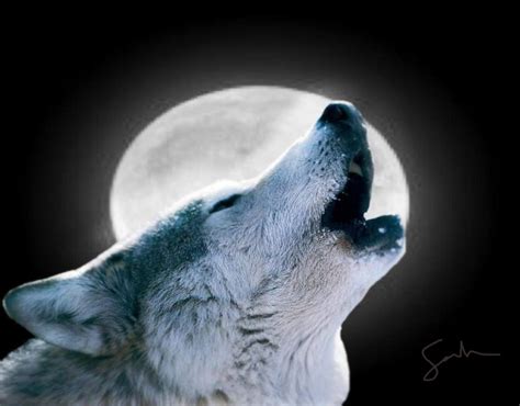 The Moons Curse Beautiful Wolves And Moon Pictures Wolf Howling Wolf Howling At Moon Wolf