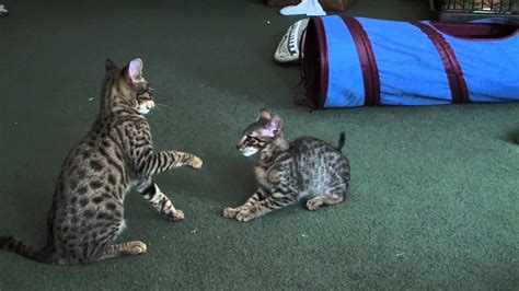 Funny Savannah Cats Work Out Youtube