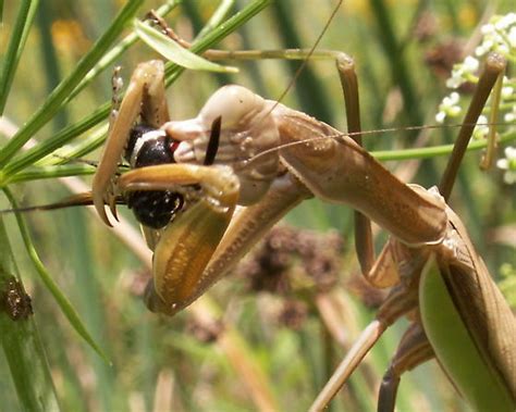 Chinese Mantis Tenodera Sinensis Bugguidenet