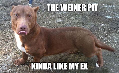 32 Funny Wiener Dog Memes Factory Memes