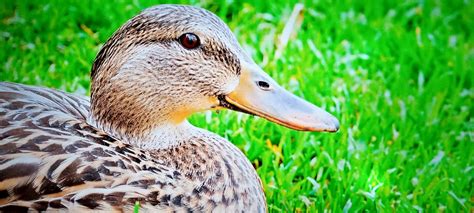 Beautiful Duck Sitting On Green Grass Stock Photo Image Of Nature