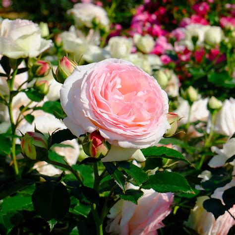 Rose Meilland Tutte Le Curiosità Su Questo Fiore Peraga Garden Center