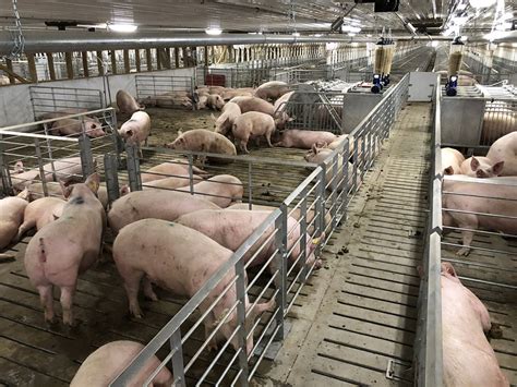 Retrofitting A Sow Barn 8 Ideas To Consider Pig Progress