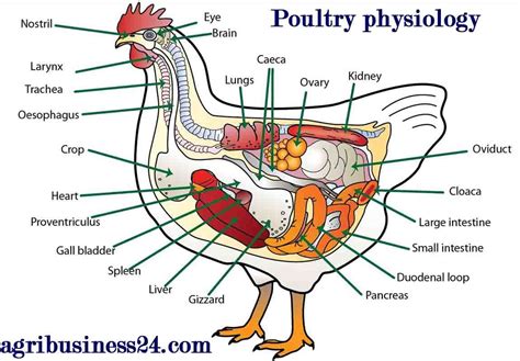 Anatomy Of Poultry The Chicken Consists Of A Number Of Systems Each