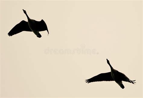 Picture With Two Canada Geese Flying In The Sky Stock Image Image Of