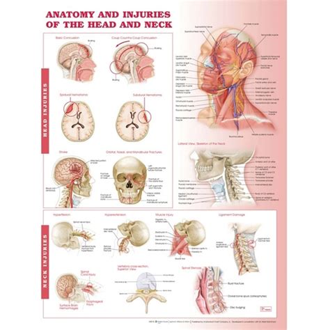 The suprahyoid muscles originate from above the hyoid bone in the chin region. Anatomy & Injuries of the Head & Neck Poster | Anatomical ...