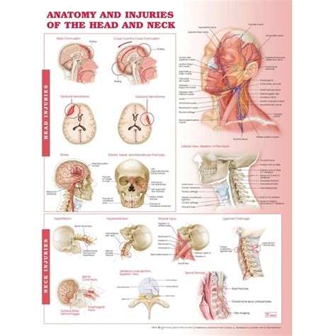 The posterior external jugular vein (v. Anatomy & Injuries of the Head & Neck Poster | Anatomical ...