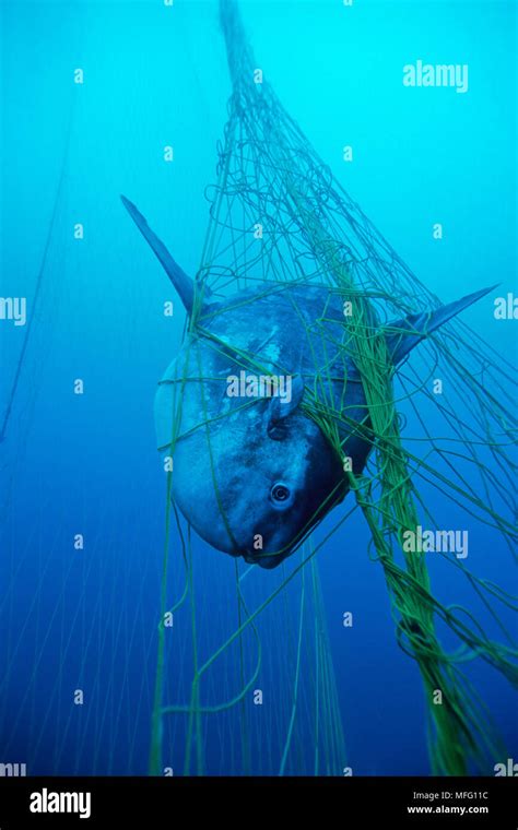 Ocean Sunfish Mola Mola Caught In The Net Inside The Tuna Pens