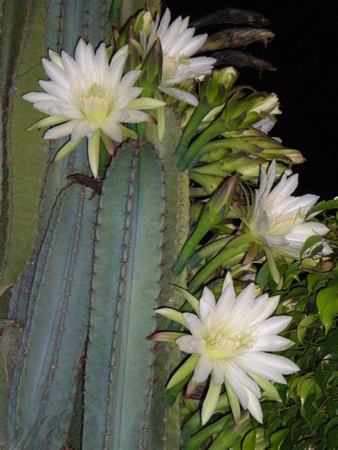 Outdoor spaces allow you to extend your enjoyment of your home beyond its four walls and enhance your outdoor living by planting a moon garden—a garden that's meant to be enjoyed in the evening, filled with flowers that bloom well into. My cactus that blooms only at night on a full moon ...