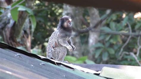 The blacktufted marmoset callithrix penicillata also known as micoestrela in portuguese is a species of new world monkey that lives primarily in the neo. Black-tufted Marmoset - YouTube